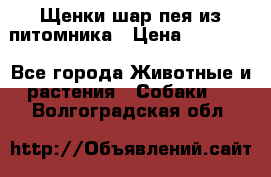 Щенки шар-пея из питомника › Цена ­ 15 000 - Все города Животные и растения » Собаки   . Волгоградская обл.